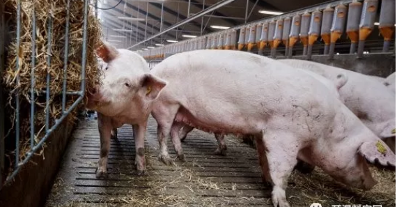生猪养殖技能培训：详解保育猪饲养存在的问题及管理技术