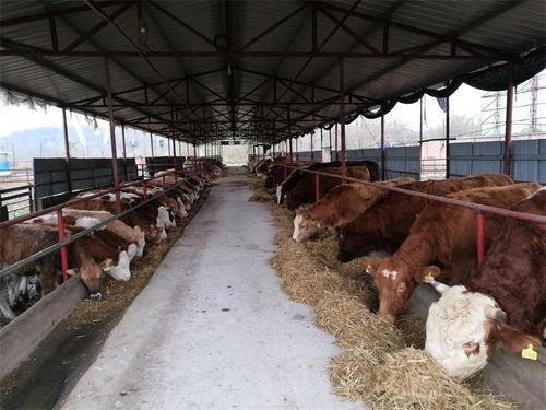 牛羊保健养殖：牛养殖过程中寄生虫病的种类，如何制定牛场驱虫计划及防治方案