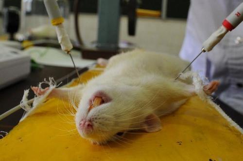 【科普】作为生物医学学生，教师，研究员，和普通人的我们能为做实验动物最后做些什么？