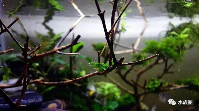 水族圈：虾虎吸鳅Nano造景缸,感受大自然原生之美!