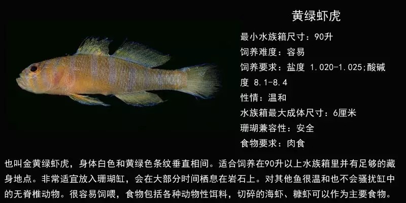龙巅海水鱼：虾虎类海水鱼完全图鉴