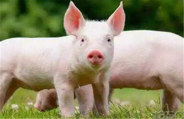 生猪养殖技能培训：育肥猪养殖的注意事项,新手需要了解哪些才可以进行养殖