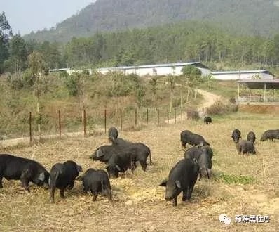 生态猪养殖技术发展走向