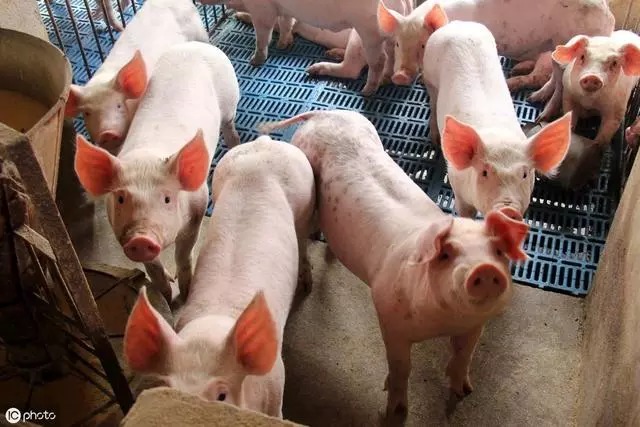 生猪养殖困难重重?国务院提出5大保障,政策鼓励养猪