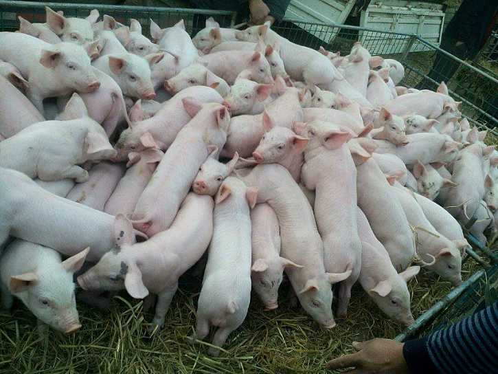 “后非瘟”时代,保育猪饲养秘笈三步走，这样喂小猪长得快、不生病！
