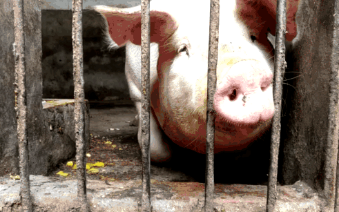 生猪养殖技能培训：为什么黑猪比白猪贵?猪场黑猪该怎么饲养?