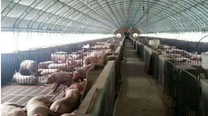 【“猪” 你成功】育肥猪的饲养误区,如何能使养猪多赚钱?