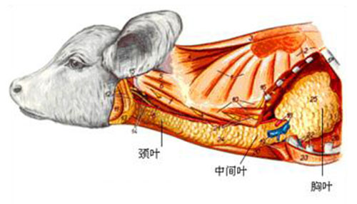 畜禽解剖生理