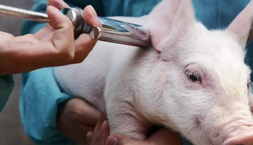 猪病防治技术