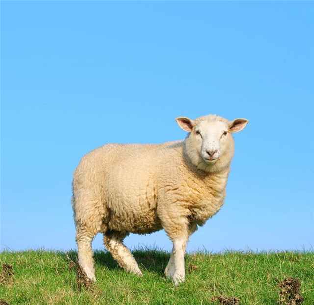 堪称牛羊的第一胃，一旦病了，影响食欲、消化，甚至会致命
