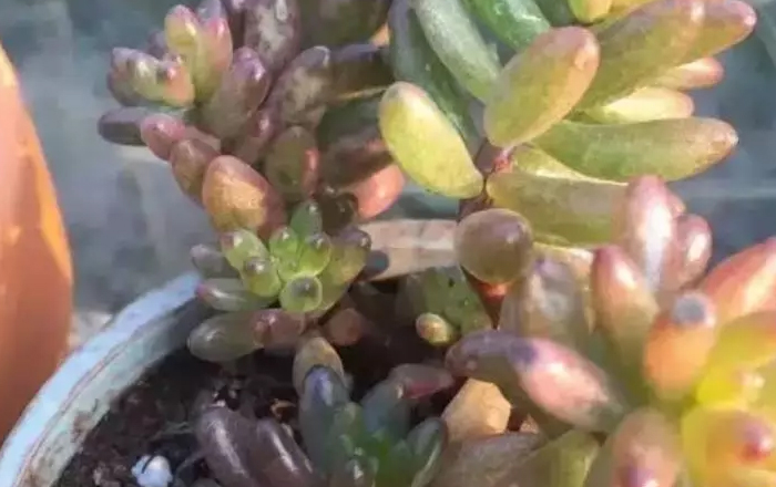 真菌的形成也主要是因为闷热潮湿的环境,所以要预防真菌感染的化水