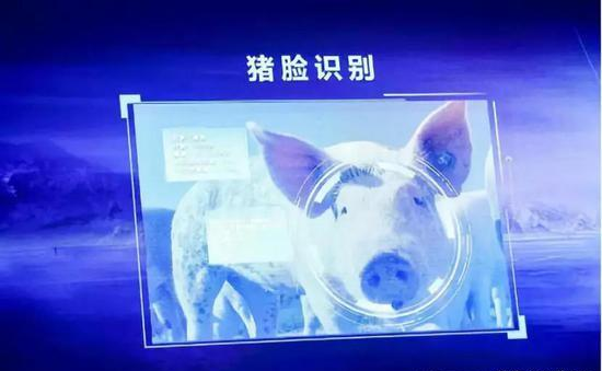 “猪脸识别”? 京东：AI技术现代化养猪