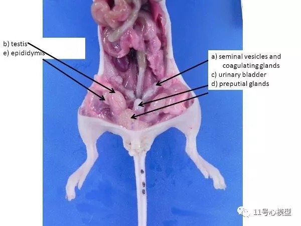 小鼠卵巢解剖图片