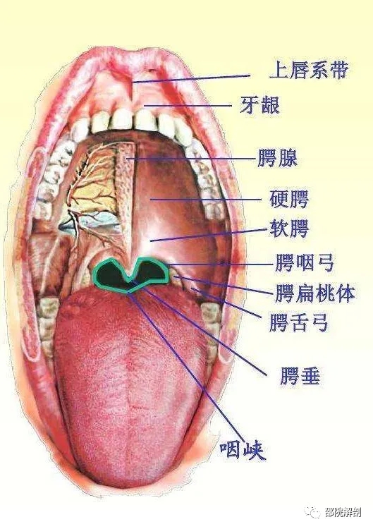 口腔结构图解大全解剖图片