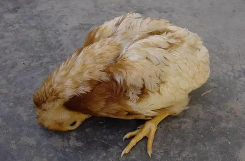 秋冬季节鸡新城疫：鸡呼吸道多发，看看大型养鸡场是如何治疗的