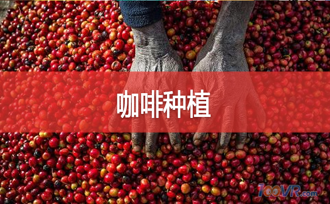 咖啡种植生豆学01：土壤管理对咖啡质量促进的重要性