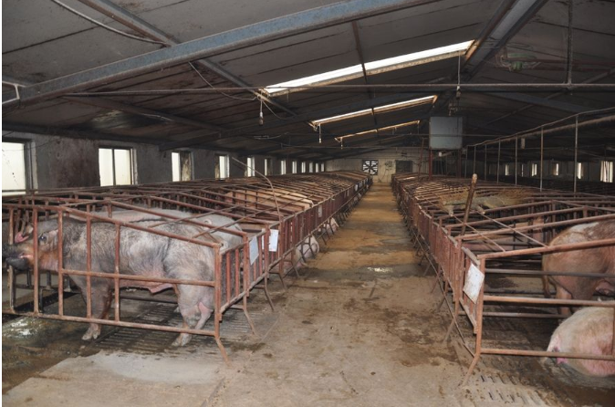 号外号外！2019最新生猪养殖补贴新鲜出炉！