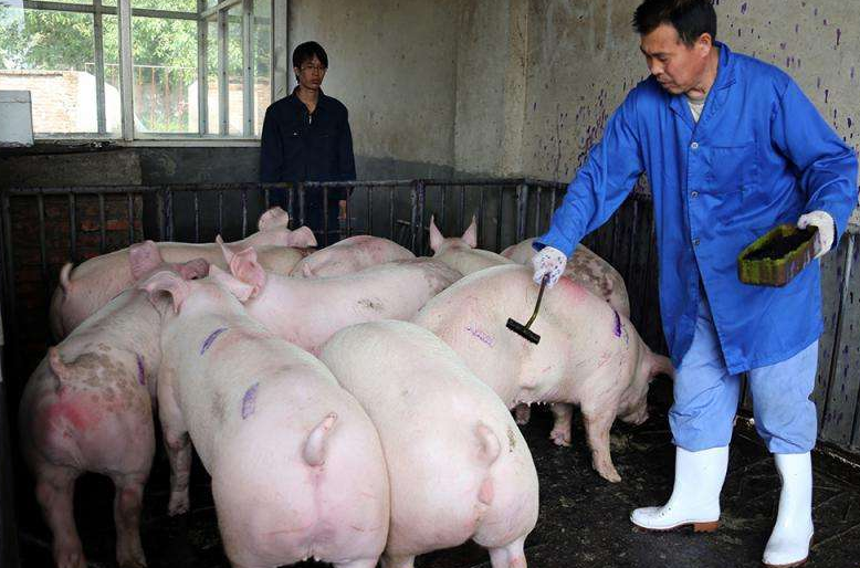 养猪课堂 |  生猪养殖秘诀，教你养出优质猪