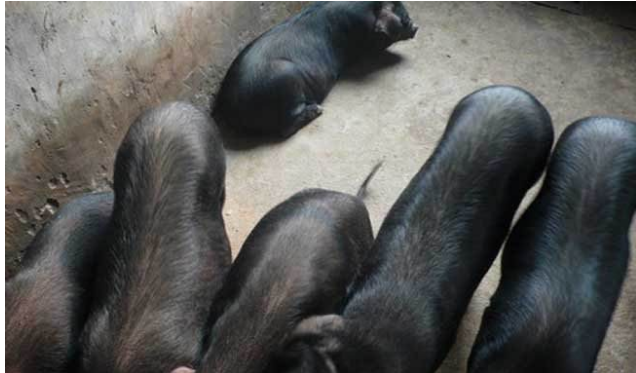 生猪养殖技术——缩短生猪养殖周期提前出栏