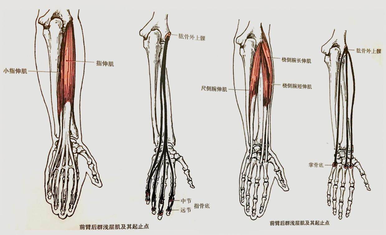 前臂解剖图解图片
