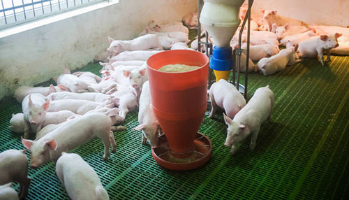 猪无公害饲养技术